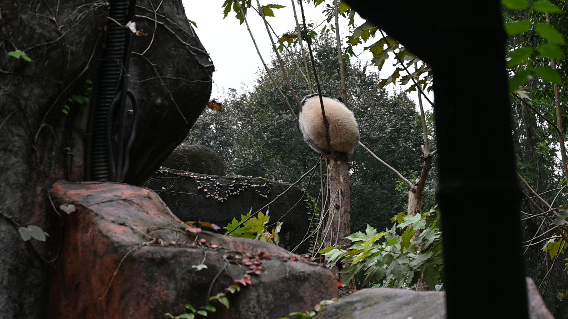 shicuang202502-ganzi-1