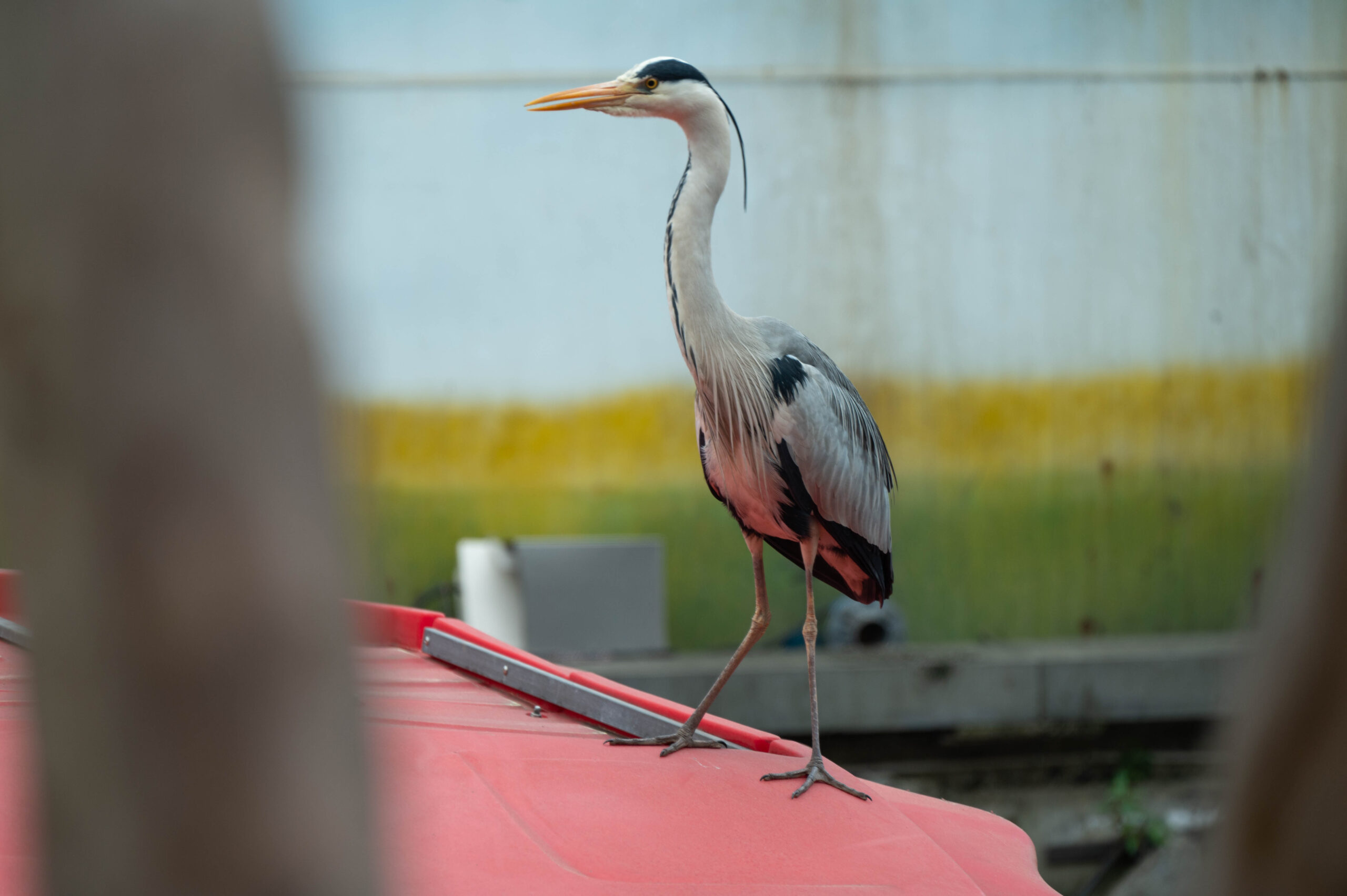 shicuang202502-ganzi-2