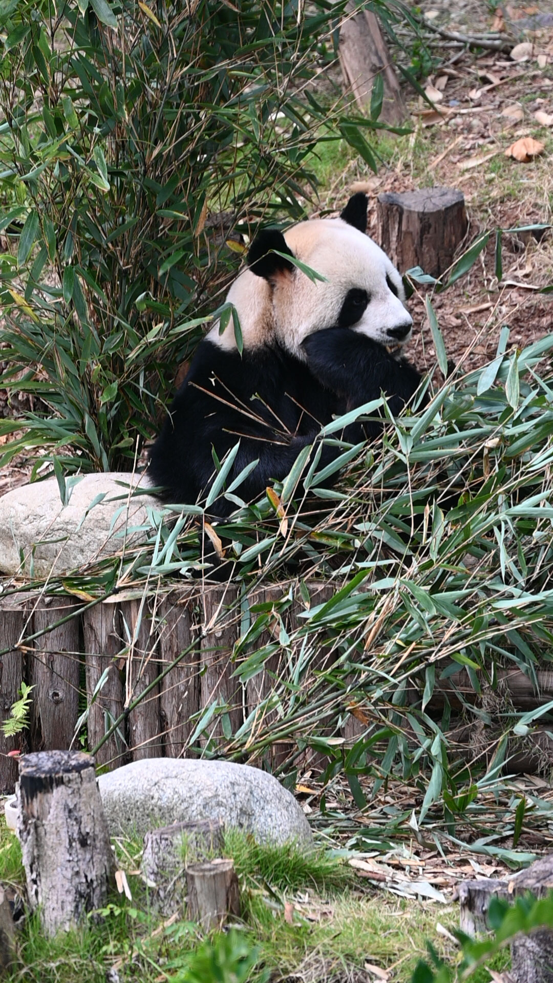 shicuang202502-ganzi-2