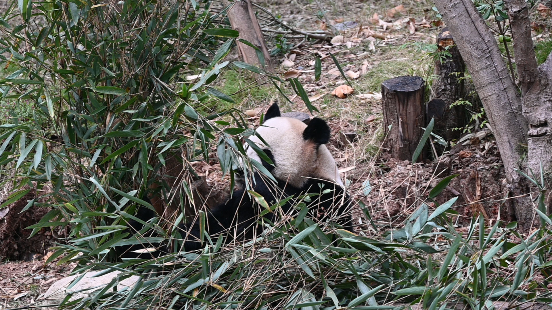 shicuang202502-ganzi-3