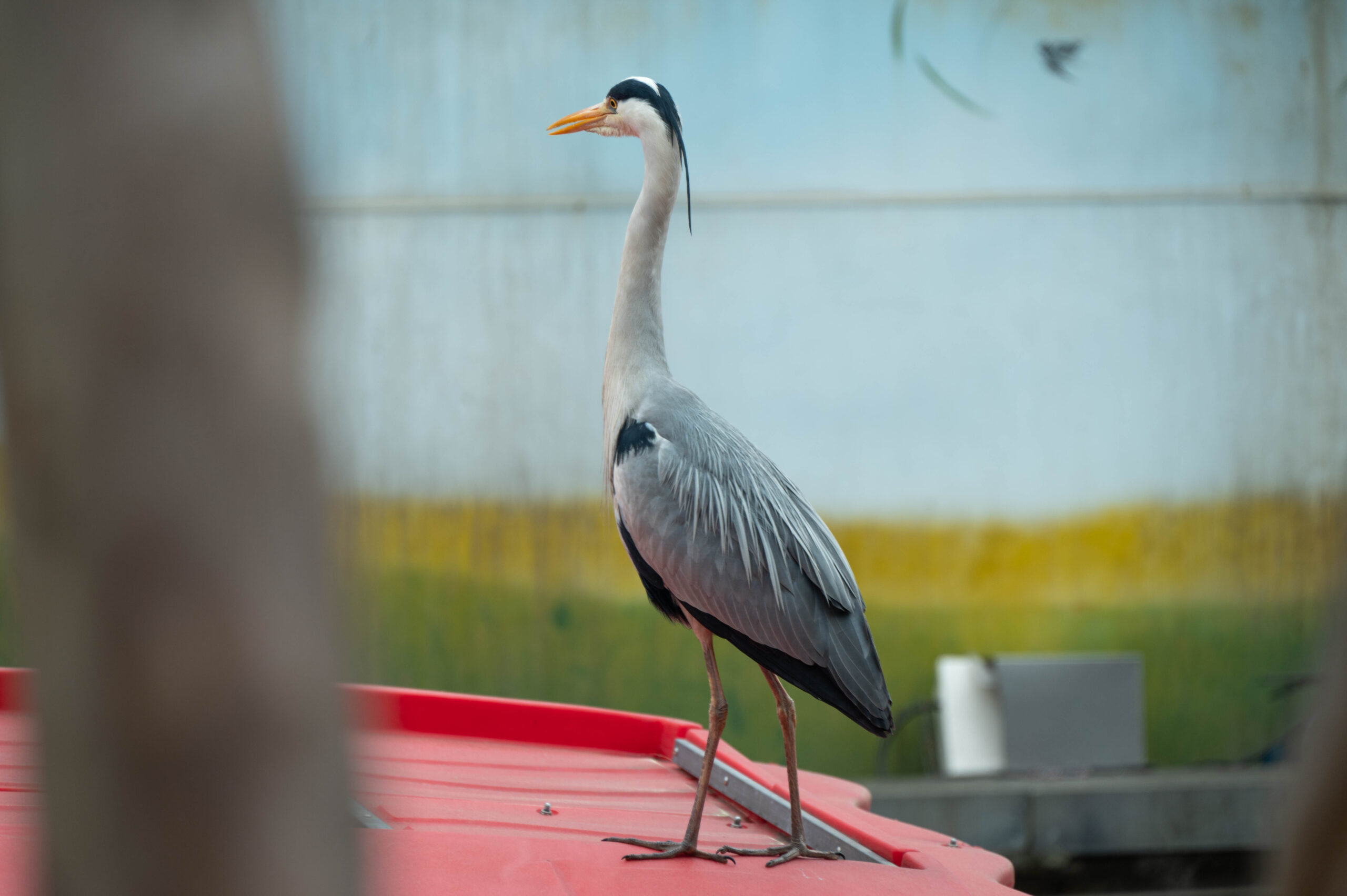 shicuang202502-ganzi-4