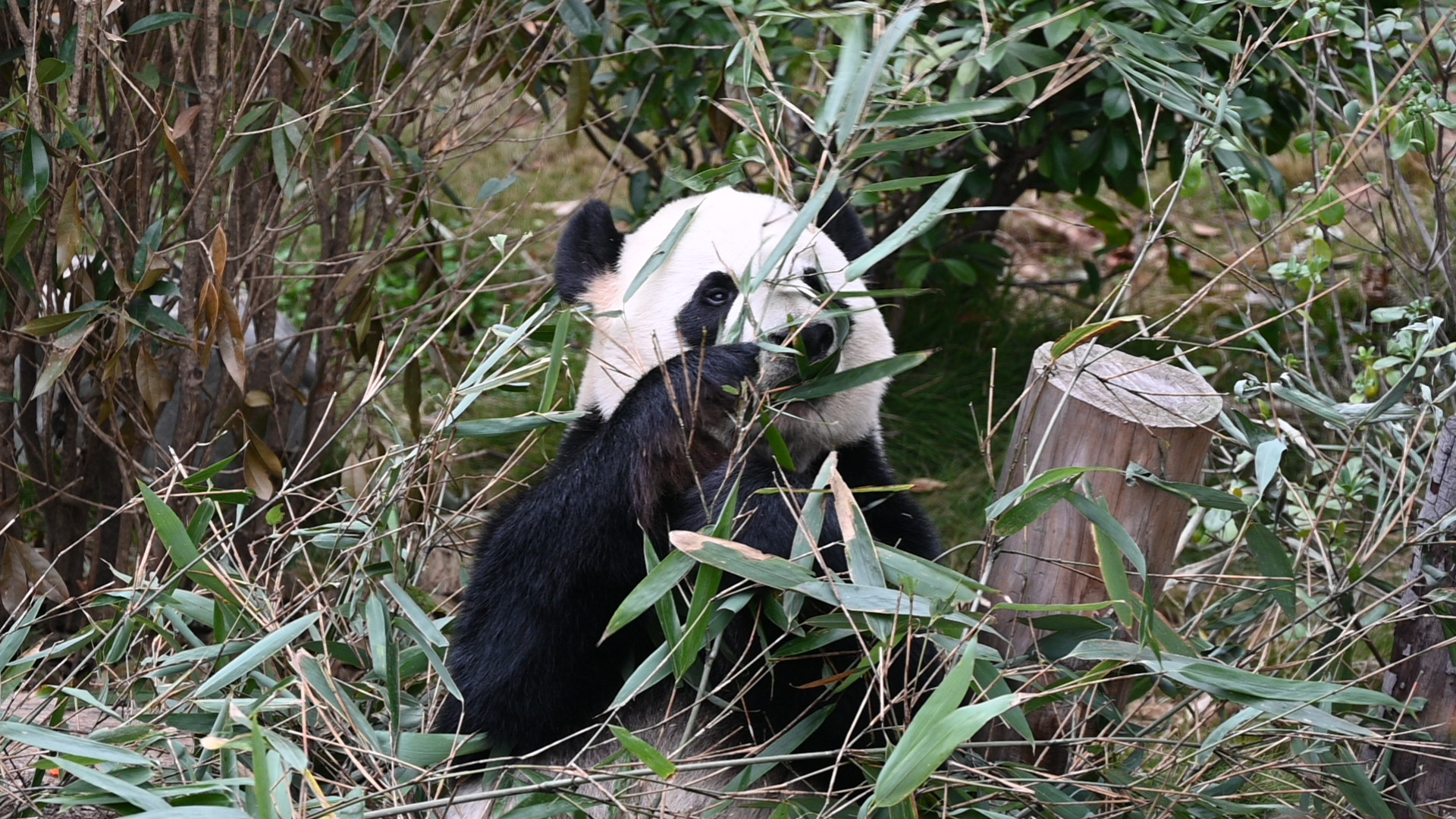 shicuang202502-ganzi-6