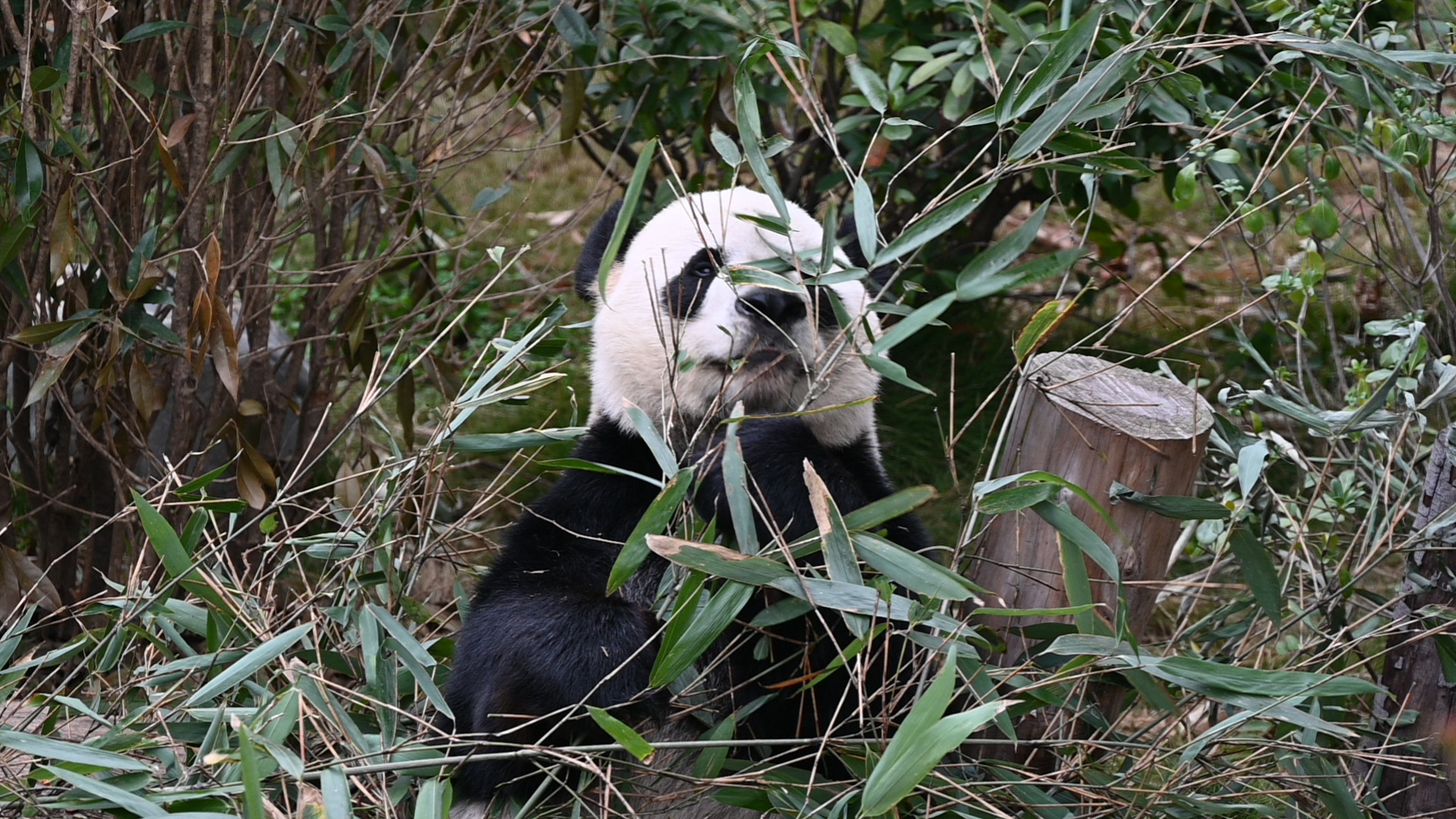 shicuang202502-ganzi-7