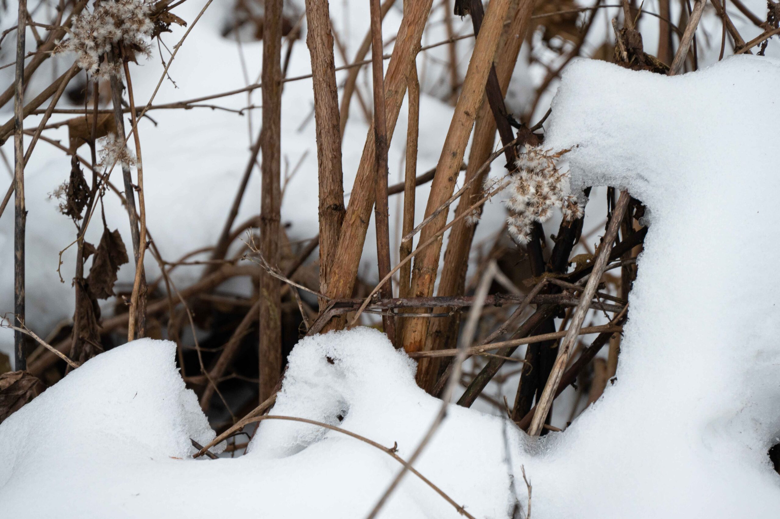 shicuang202502-ganzi-7